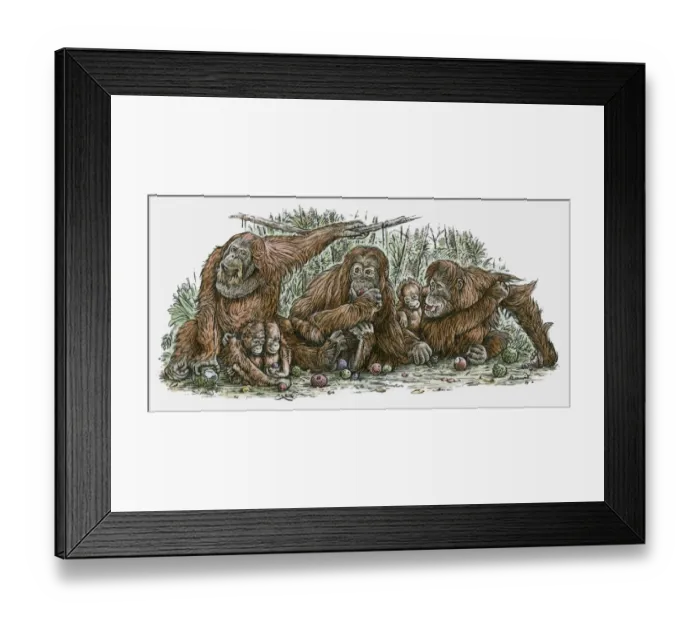 Framed Print : Illustration of Orang-utan family feeding on fruit Framed Print : Illustration of Orang-utan family feeding on fruit