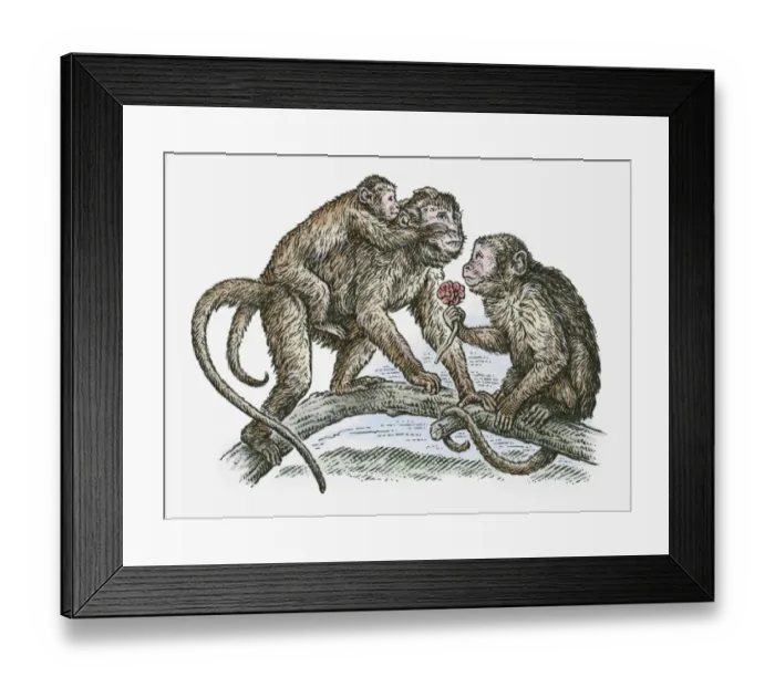 Framed Print : Illustration of monkey family on tree branch Framed Print : Illustration of monkey family on tree branch