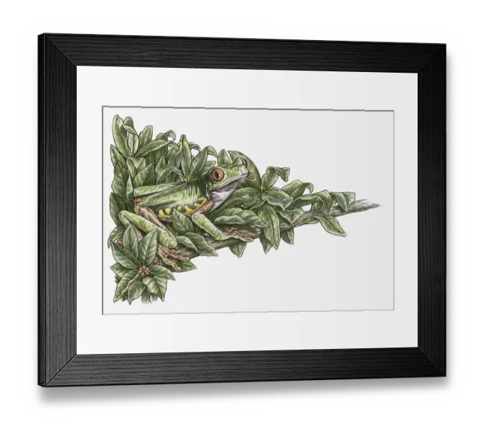 Framed Print : Illustration of Red-eyed Tree Frog (Agalychnis callidryas) camouflaged in leaves on branch Framed Print : Illustration of Red-eyed Tree Frog (Agalychnis callidryas) camouflaged in leaves on branch
