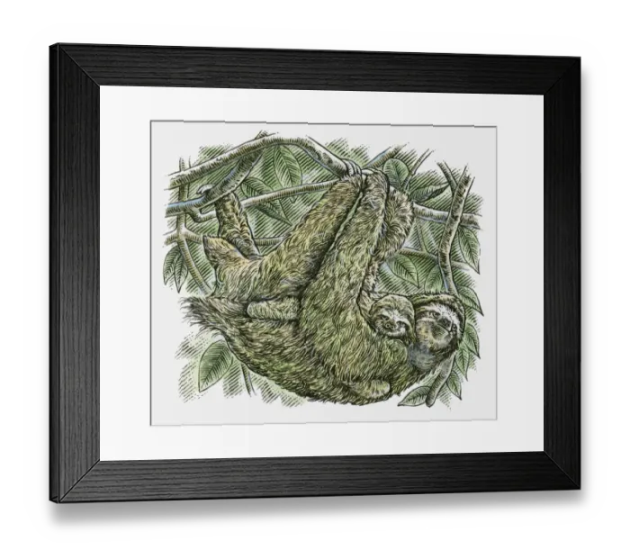 Framed Print : Illustration of Brown-throated Three-toed Sloth (Bradypus variegatus) and baby hanging from branch