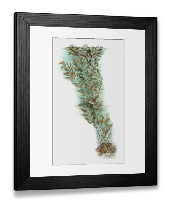 Framed Print : Illustration of otters and fish using Giant Kelp (Macrocystis pyrifera) for camouflage and protectio Framed Print : Illustration of otters and fish using Giant Kelp (Macrocystis pyrifera) for camouflage and protectio
