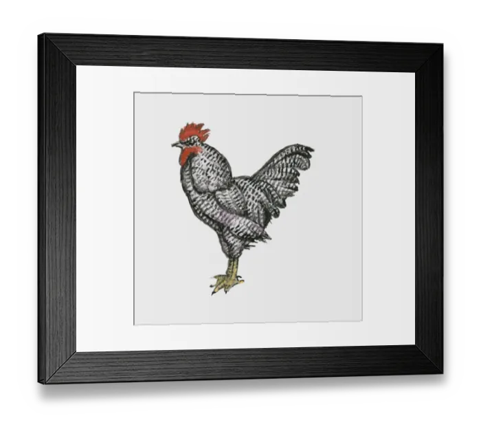 Framed Print : Illustration of Plymouth Rock chicken also known as Barred Rocks Framed Print : Illustration of Plymouth Rock chicken also known as Barred Rocks