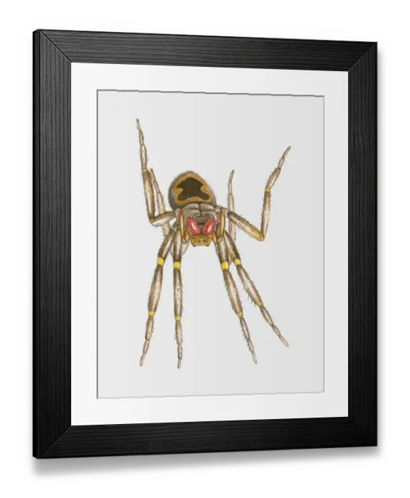 Framed Print : Illustration of Brazilian Wandering Spider (Phoneutria spp. ) Framed Print : Illustration of Brazilian Wandering Spider (Phoneutria spp. )