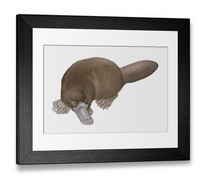 Framed Print : Illustration of Platypus (Ornithorhynchus anatinus) Framed Print : Illustration of Platypus (Ornithorhynchus anatinus)