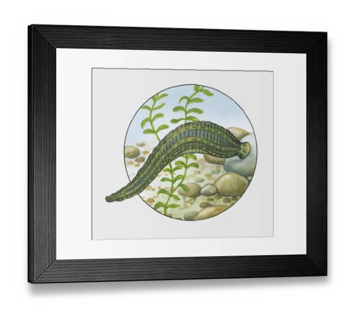 Framed Print : Illustration of Horse Leech (Haemopis sanguisuga) attached to rock Framed Print : Illustration of Horse Leech (Haemopis sanguisuga) attached to rock