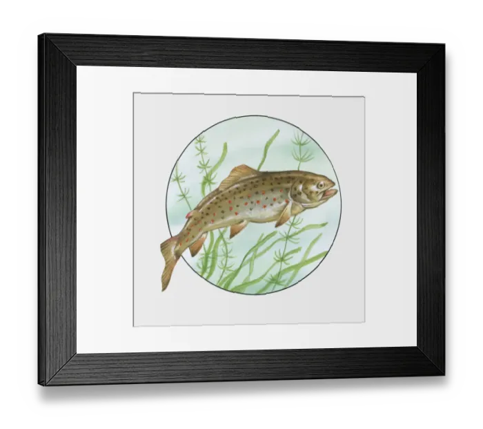 Framed Print : Illustration of Brown Trout (Salmo trutta morpha fario