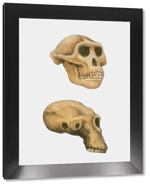 Illustration of Australopithecus, Homo habilis and Homo sapiens skulls