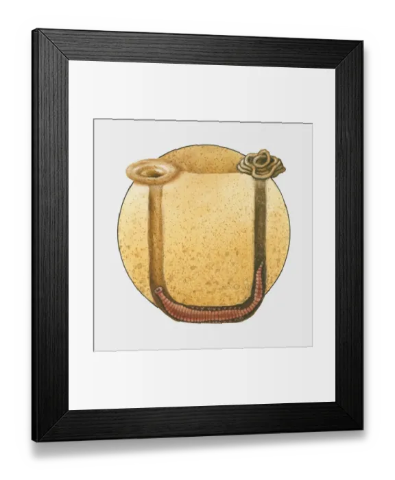Framed Print : Cross section illustration of Lugworm in U-shaped burrow and coiled cast on surface of sand above