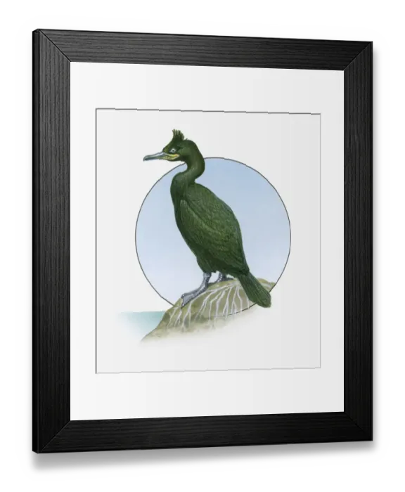 Framed Print : Illustration of Common Shag (Phalacrocorax aristotelis) standing on rock Framed Print : Illustration of Common Shag (Phalacrocorax aristotelis) standing on rock