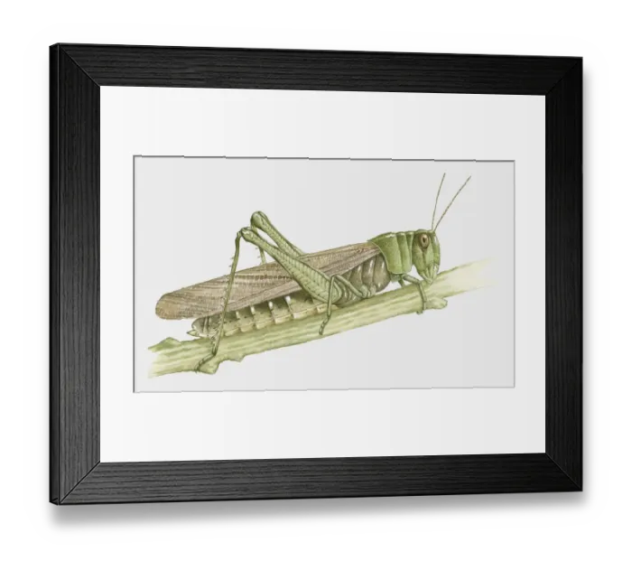 Framed Print : Illustration of Grasshopper on stem Framed Print : Illustration of Grasshopper on stem