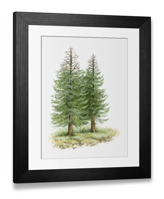 Framed Print : Illustration of conifer trees with leafless branches due to drought