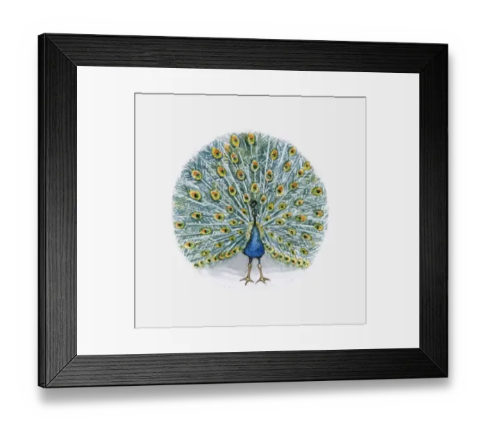Framed Print : Illustration of Indian Peafowl (Pavo cristatus) Framed Print : Illustration of Indian Peafowl (Pavo cristatus)