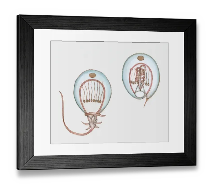 Framed Print : Cross section illustration showing how a jellyfish stings Framed Print : Cross section illustration showing how a jellyfish stings