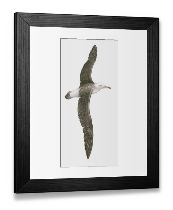 Framed Print : Illustration of Northern Royal Albatross (Diomedea sanfordi) in flight Framed Print : Illustration of Northern Royal Albatross (Diomedea sanfordi) in flight