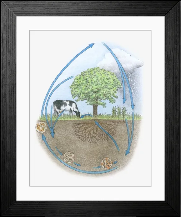 Framed Print : Illustration of nitrogen cycle in biosphere Framed Print : Illustration of nitrogen cycle in biosphere