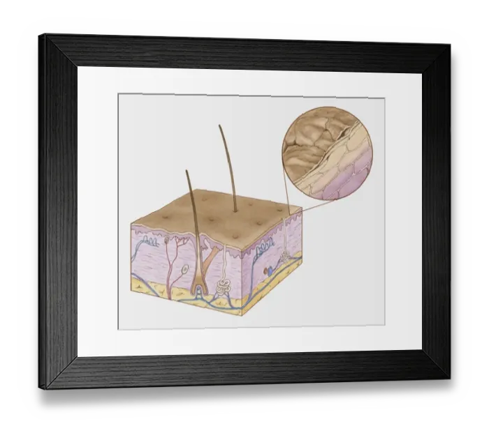 Framed Print : Cross section illustration of structure of human skin