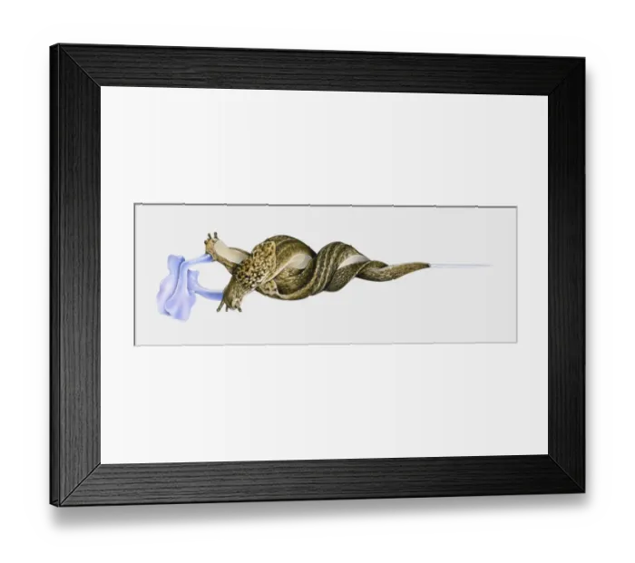 Framed Print : Illustration of Great slug (Limax maximus) mating hanging intertwined from stem by mucus
