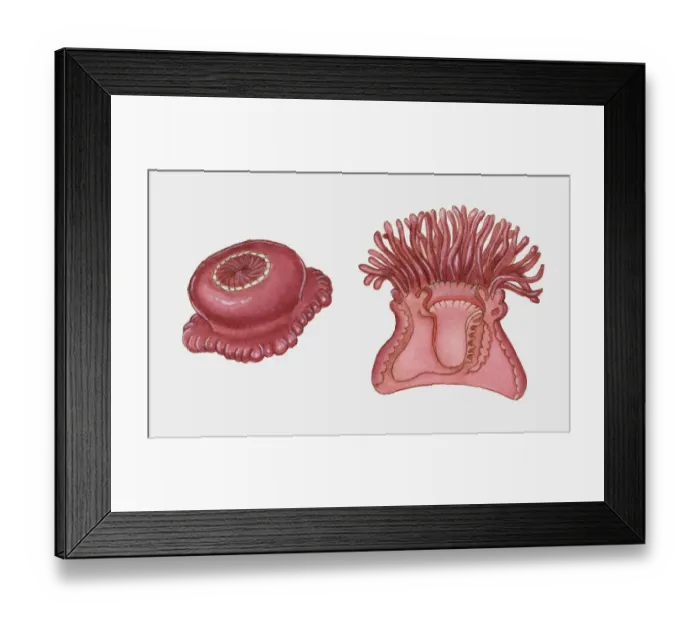 Framed Print : Cross section illustration of Sea Anemone Framed Print : Cross section illustration of Sea Anemone