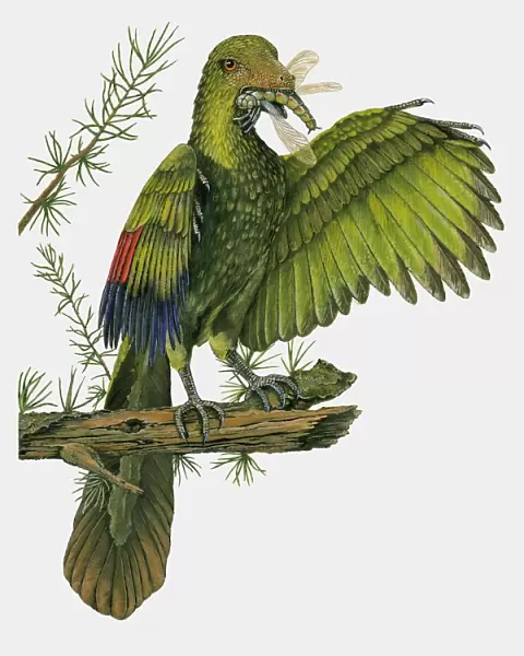 Illustration of Archaeopteryx perched on branch with dragonfly in beak