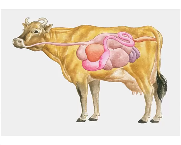 Cross section illustration of cow digestive system