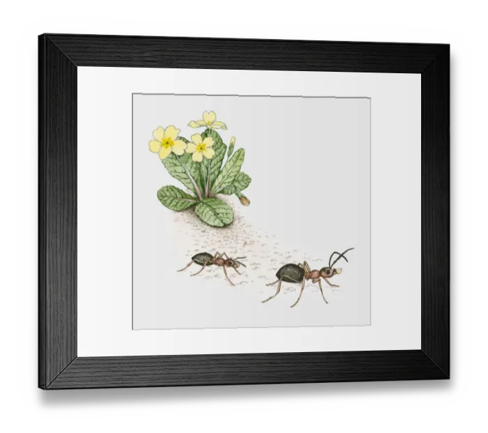 Framed Print : Illustration of ants carrying primrose seeds Framed Print : Illustration of ants carrying primrose seeds