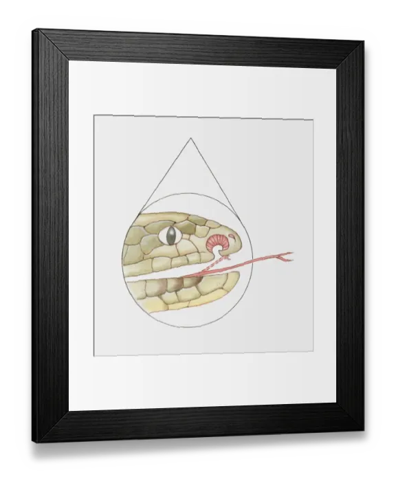 Framed Print : Cross section illustration of Snakes mouth showing vomeronasal organ and forked tongue