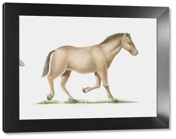 Illustration of evolution of the horse