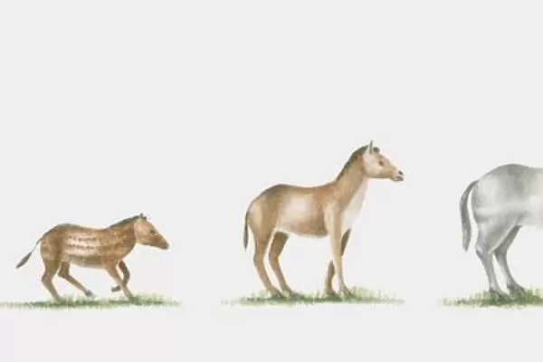 Illustration of evolution of the horse