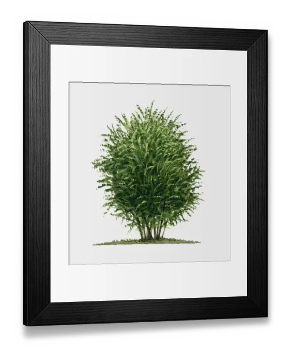 Framed Print : Illustration of Berberis vulgaris (European barberry), a deciduous shrub showing summer leaves Framed Print : Illustration of Berberis vulgaris (European barberry), a deciduous shrub showing summer leaves