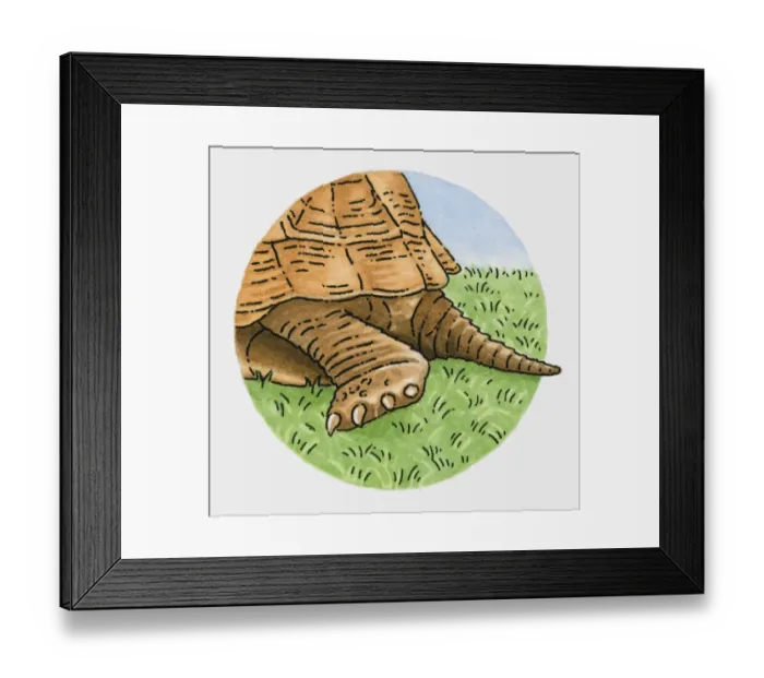 Framed Print : Illustration of tortoise tail and back leg Framed Print : Illustration of tortoise tail and back leg