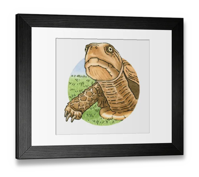 Framed Print : Illustration of tortoise head Framed Print : Illustration of tortoise head