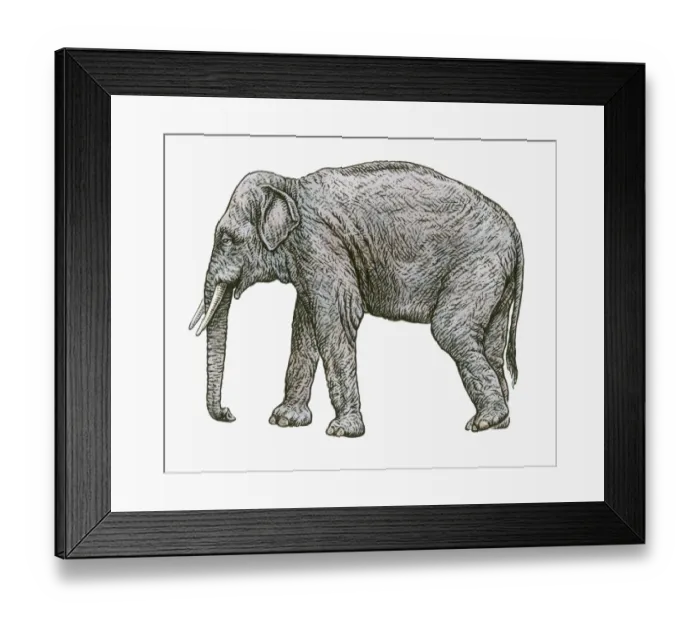 Framed Print : Black and white illustration of Asian Elephant (Elephas colbertis) Framed Print : Black and white illustration of Asian Elephant (Elephas colbertis)