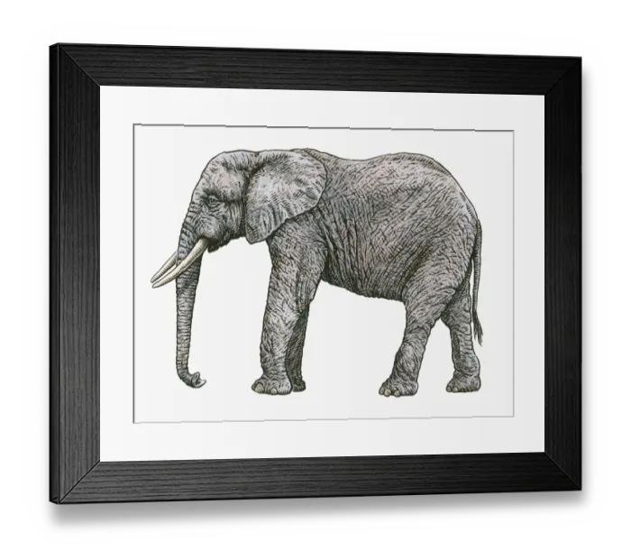 Framed Print : Black and white illustration of African Elephant (Loxodonta africana) Framed Print : Black and white illustration of African Elephant (Loxodonta africana)