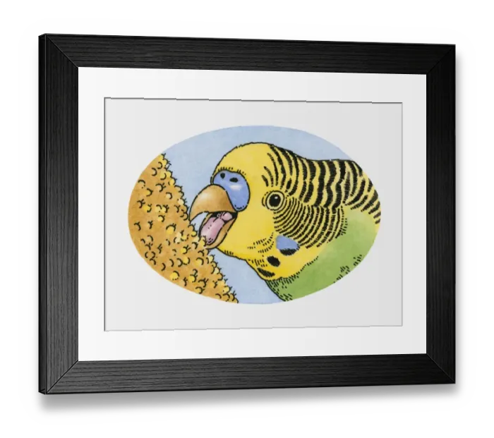 Framed Print : Illustration of pet budgerigar feeding on millet Framed Print : Illustration of pet budgerigar feeding on millet