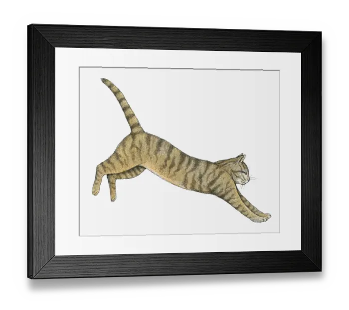 Framed Print : Illustration of Wildcat (Felis silvestris) Framed Print : Illustration of Wildcat (Felis silvestris)
