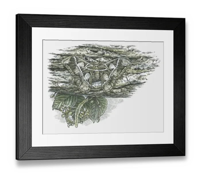 Framed Print : Illustration of Atlas moth (Attacus atlas) camouflaged against tree bark Framed Print : Illustration of Atlas moth (Attacus atlas) camouflaged against tree bark
