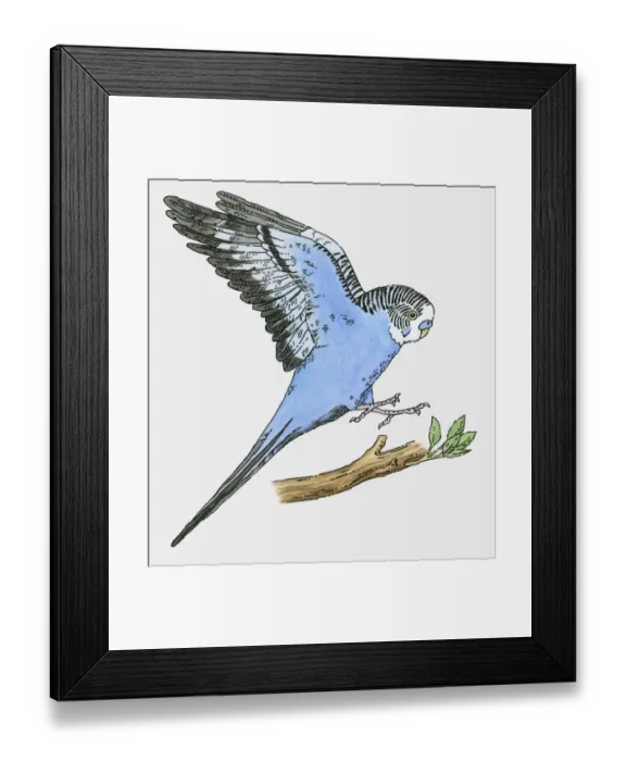 Framed Print : Illustration of blue budgerigar landing on branch Framed Print : Illustration of blue budgerigar landing on branch
