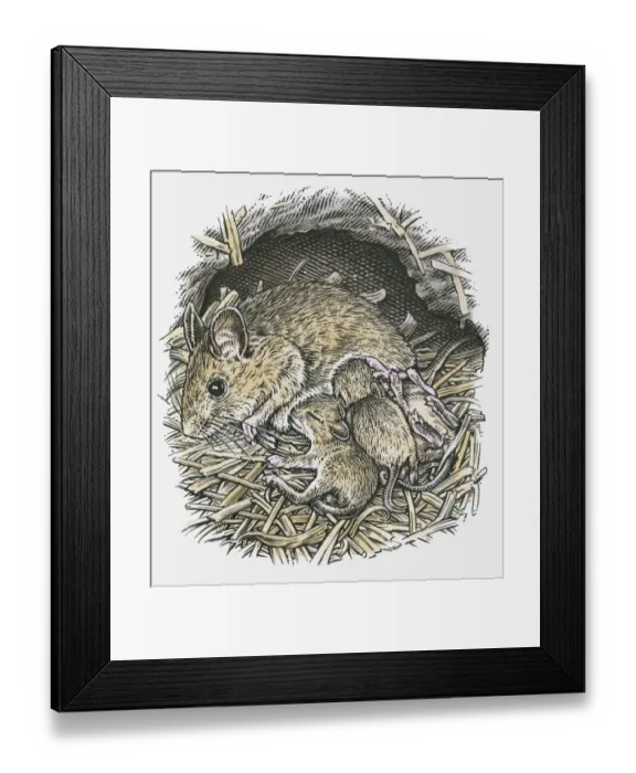 Framed Print : Illustration of female field mouse suckling young in underground nest Framed Print : Illustration of female field mouse suckling young in underground nest