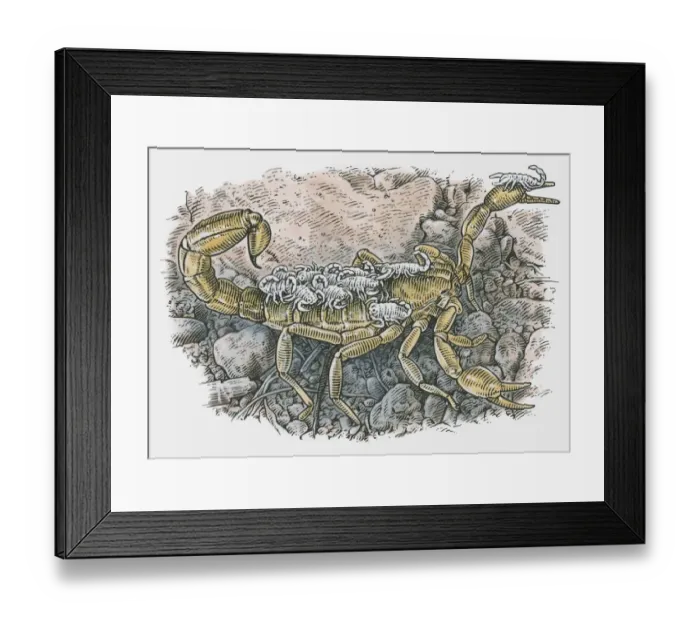 Framed Print : Illustration of a female Scorpion carrying young on back Framed Print : Illustration of a female Scorpion carrying young on back