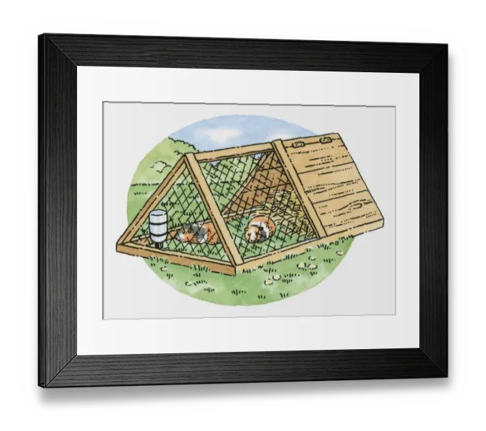 Framed Print : Illustration of two guinea pigs in weatherproof hutch with wire run in garden Framed Print : Illustration of two guinea pigs in weatherproof hutch with wire run in garden