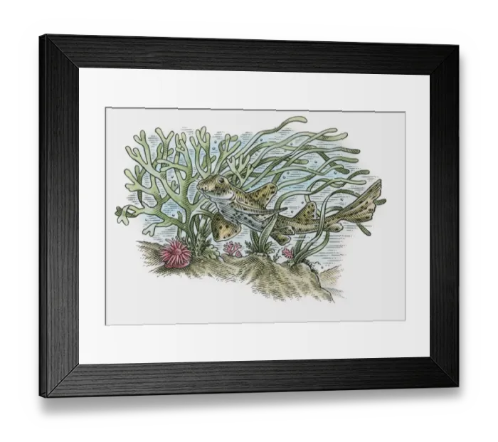 Framed Print : Illustration of Horn shark (Heterodontus francisci) swimming near ocean floor Framed Print : Illustration of Horn shark (Heterodontus francisci) swimming near ocean floor