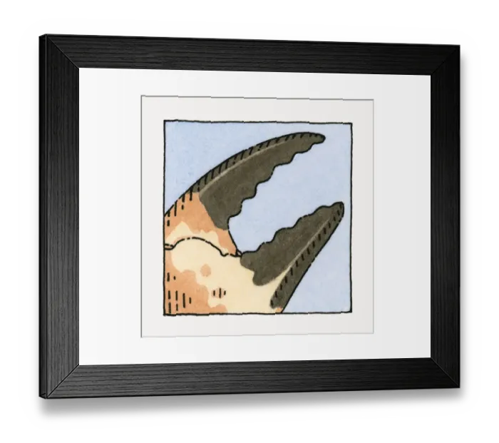 Framed Print : Illustration of crab claw, close-up Framed Print : Illustration of crab claw, close-up