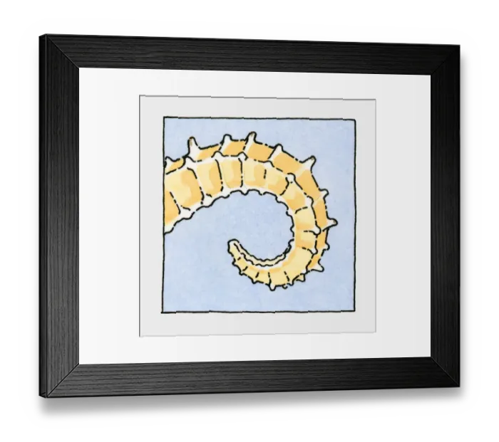 Framed Print : Illustration of Sea Horse (Hippocampus), tail, close-up Framed Print : Illustration of Sea Horse (Hippocampus), tail, close-up