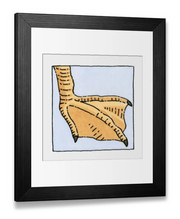 Framed Print : Illustration of Seagull (Laridae), webbed foot, close-up Framed Print : Illustration of Seagull (Laridae), webbed foot, close-up