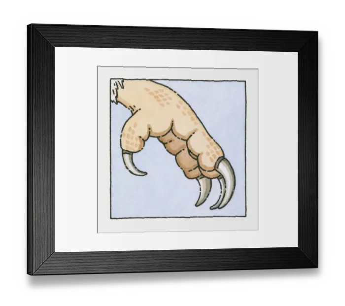 Framed Print : Illustration of Barn Owl (Tyto alba) talons, close-up Framed Print : Illustration of Barn Owl (Tyto alba) talons, close-up