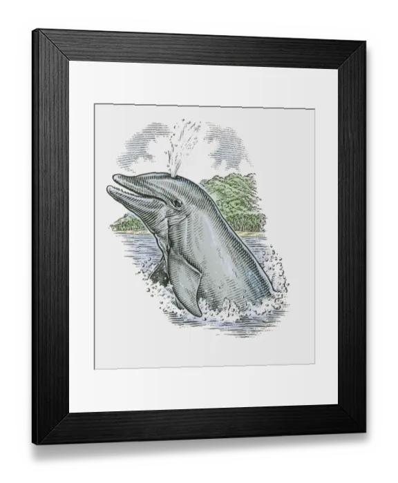 Framed Print : Illustration of Dolphin showing stale air rising from blowhole on top of head Framed Print : Illustration of Dolphin showing stale air rising from blowhole on top of head