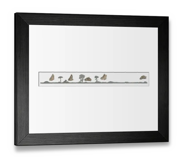 Framed Print : Image sequence illustration of moth flying at night Framed Print : Image sequence illustration of moth flying at night