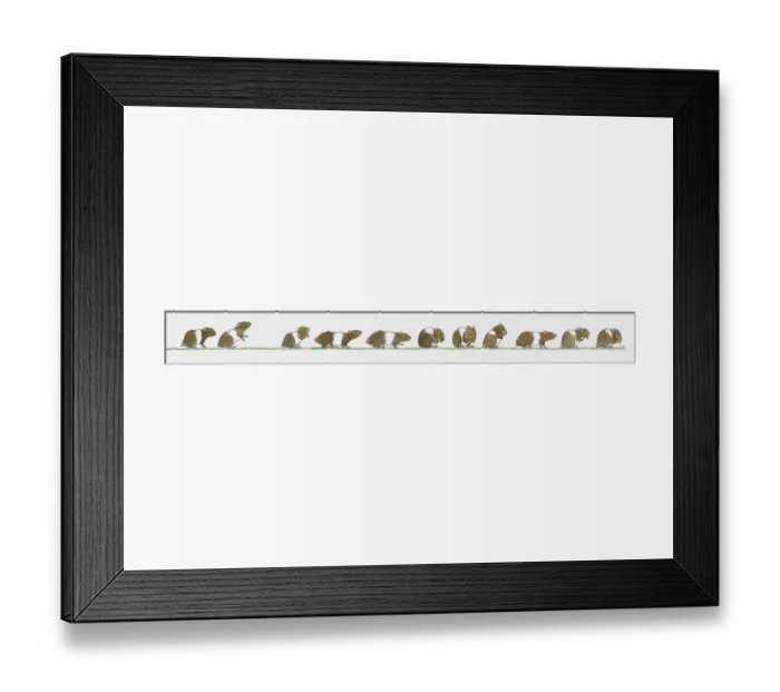 Framed Print : Sequence of illustrations showing brown and white hamster Framed Print : Sequence of illustrations showing brown and white hamster