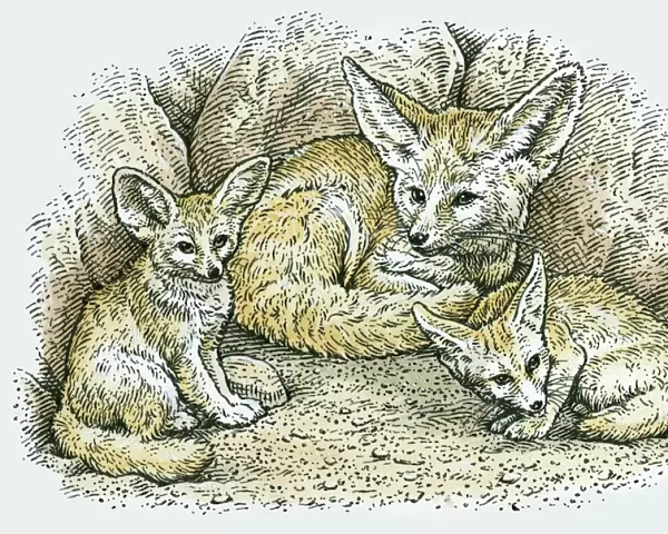 Illustration of female Fennec Fox (Vulpes zerda or Fennecus zerda) with two young
