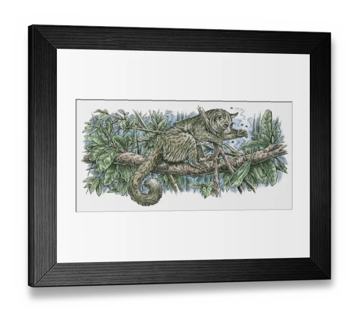 Framed Print : Illustration of Northern Greater Galago (Otolemur garnettii) catching insects as it stands on branch